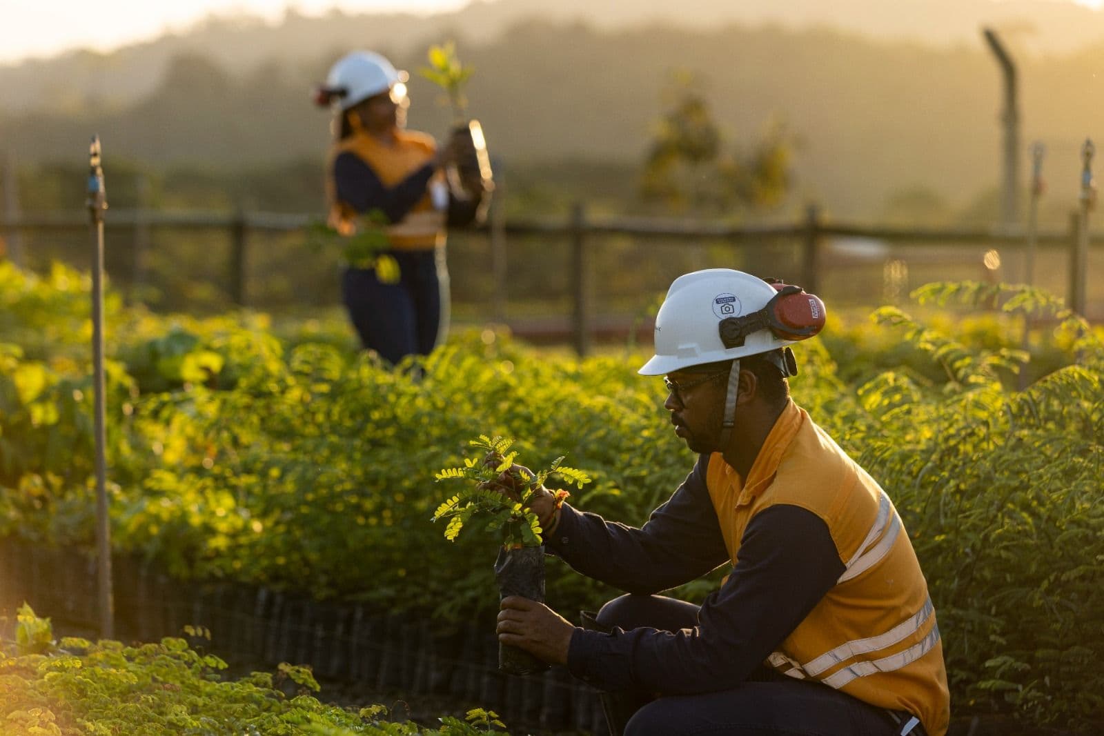 Appian e Atlantic Nickel restauram 543 campos de futebol de Mata Atlântica